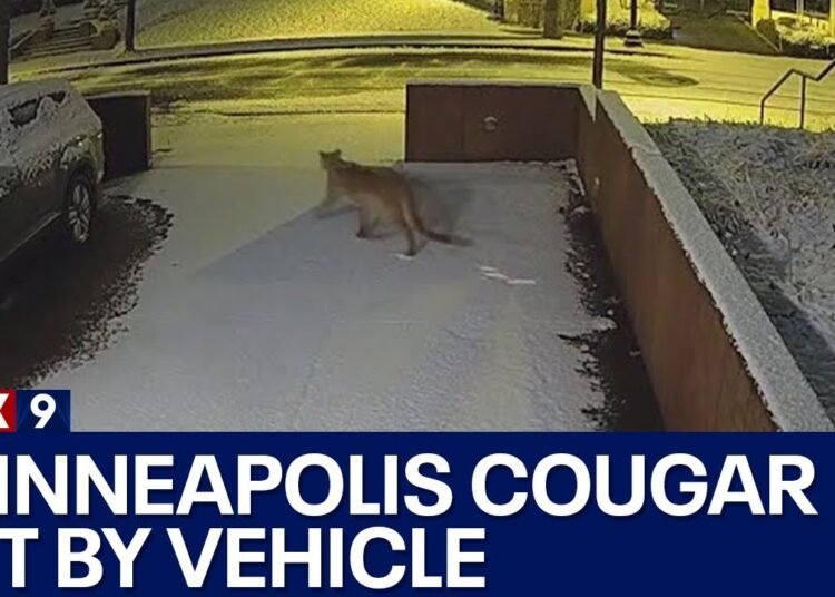 Minneapolis Cougar Hit By Vehicle Dutchiee Cars Daily Car News